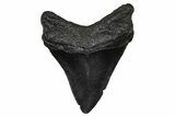 Serrated, Fossil Megalodon Tooth - South Carolina #374805-1